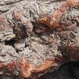 153   The sidr wood (Zyziphus spina christi) used for the frames