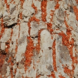 166   The Sidr (Zyziphus Spina Christi) used for the frames