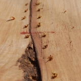 080   A crack on a plank ready to be sewn