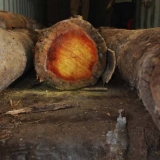 028   The teak logs are long and strong