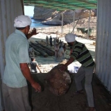 038   The last mast log is unloaded ..
