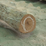 018   Each Poona log is marked up