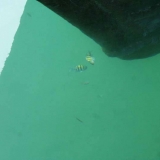 025   The fish are interested in the ship!
