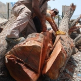 023   Noor al Baluchi cutting the sidr