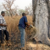 01 Tree felling begins