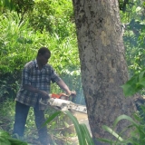 07   Tree felling in Ghana