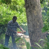 07   Tree felling in Ghana