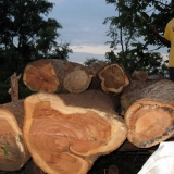 14   The Afzelia africana logs