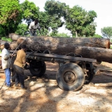 04   Transporting the logs to the milling site