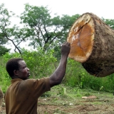 05   Labelling the logs