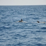 091   Risso's Dolphins