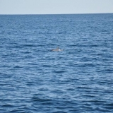 055   Dolphin off the port side