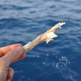 106   Dried shark - our favourite snack