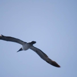 069   A Masked Booby flying by