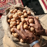 006   Along with dried lemons