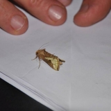 095   A well-travelled moth takes a rest on board