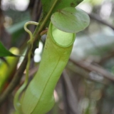 088   Carnivorous pitcher plant