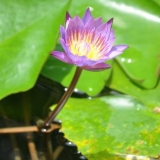 089   The lotus is Sri Lanka's national flower