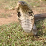 090   Not too close . . . the highly venomous common cobra is native to Sri Lanka
