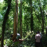 067   Finding teak trees tall enough for the masts has been difficult