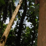 070   Then the 18-metre tree is lowered by rope