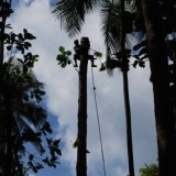 073   The tall, straight tree is ideal for a new mast