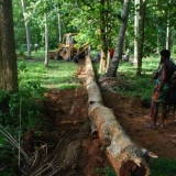 096   The trees for the masts are moved from the forest to the main road.