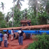 097   Loading the trees on the truck to go to the saw mill