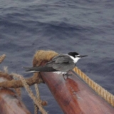 027   One of several exhausted terns that rested on the ship after the storm