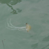 074   Even the jelly fish are ready to great the Jewel